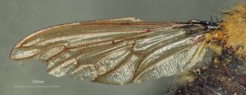 Media type: image;   Entomology 13479 Description: Specimen documentation photo of Wing frontfrom specimen MCZ:Ent:13479, captured on2025-05-14;  Aspect: Wing front